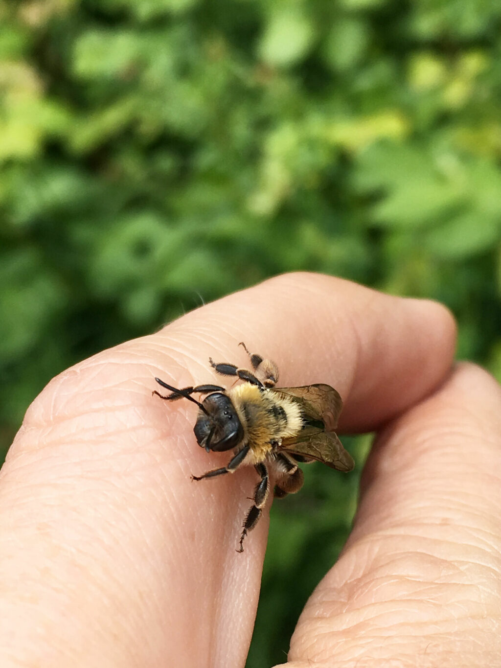 Linda Trein_Wildbiene_Finger